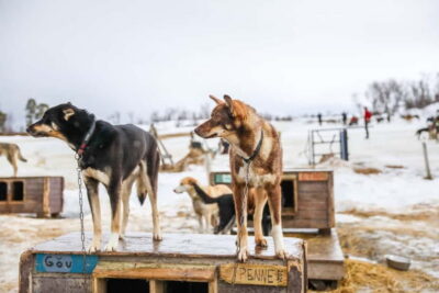 Guided Husky Snowshoe Hike and Husky Camp Visit