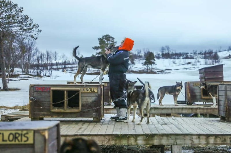 From Tromsø: Guided Husky Snowshoe Hike and Husky Camp Visit - Meeting 200 huskies and their puppies