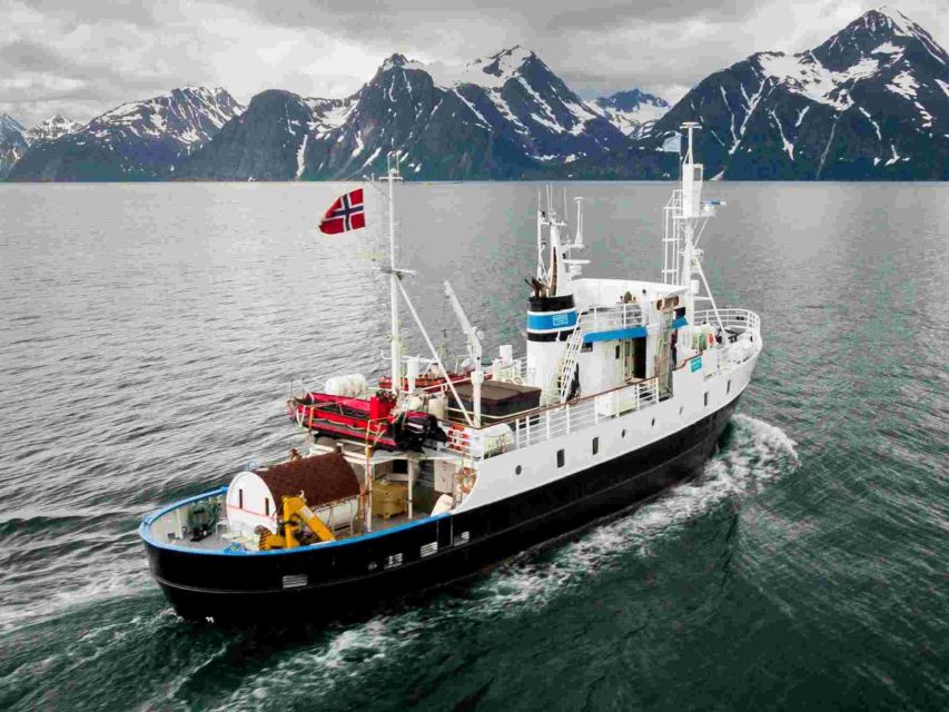 From Tromsø: Northern Lights Cruise on a Cozy Vintage Vessel - What the four-hour cruise is really like