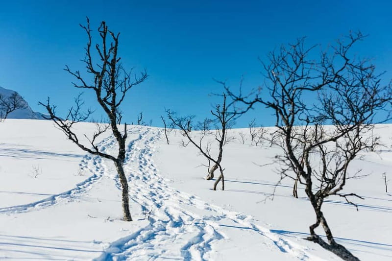 From Tromsø: Snowshoeing Hike with Picnic Lunch and Photos - Wildlife watching along the trail