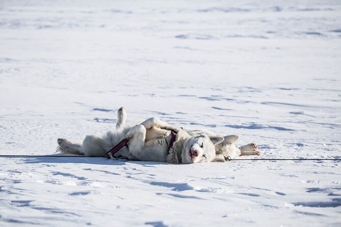 Fun & Easy Dog Sledding Adventure from Tromsø - Early Bird Tour - Key points to know before you book