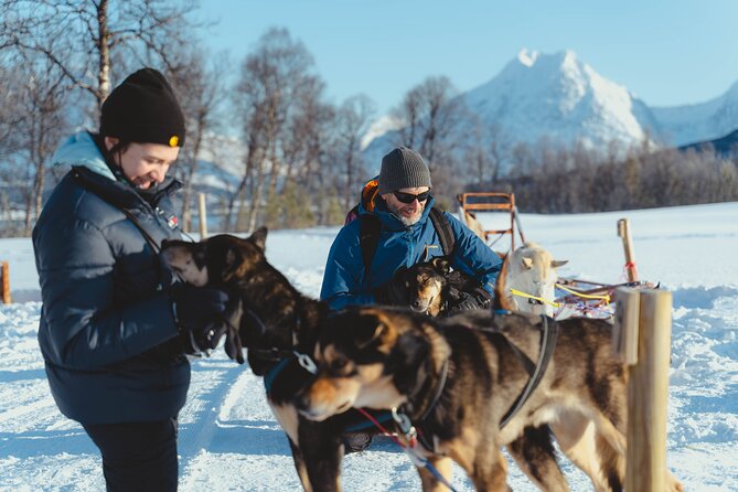Fun & Easy Dog Sledding Adventure from Tromsø - Early Bird Tour - Taking the reins near Tromsø
