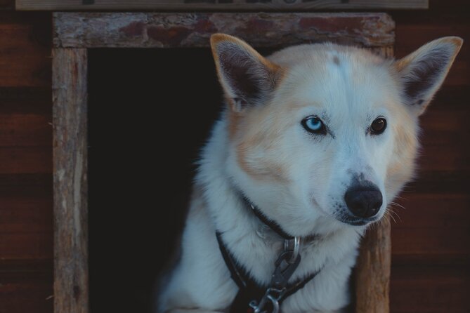 Fun & Easy Dog Sledding Adventure from Tromsø - Early Bird Tour - Meeting the dogs before and after the ride