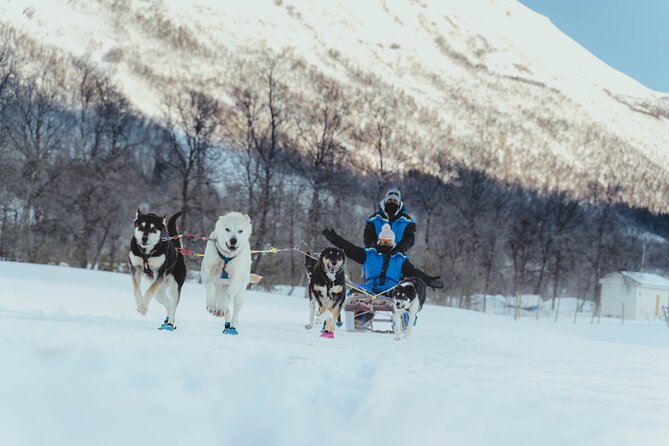 Fun & Easy Dog Sledding Adventure from Tromsø - Early Bird Tour - The ride through snowy mountain country