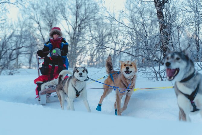 Fun & Easy Dog Sledding Adventure from Tromsø - Early Bird Tour - What the $289.03 price really covers