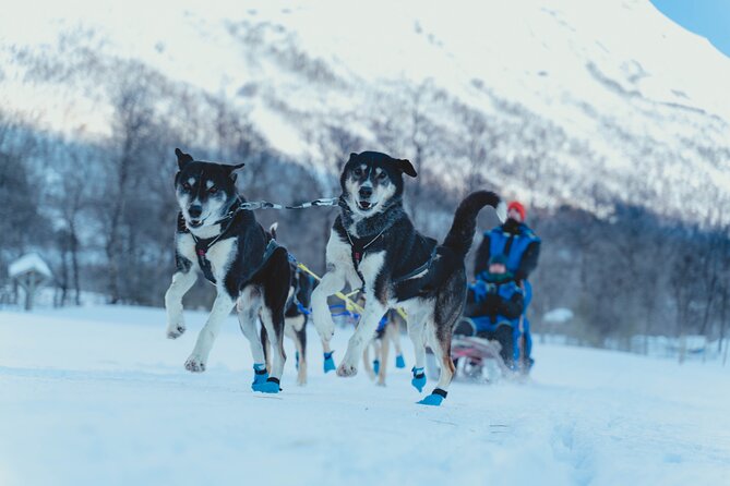 Fun & Easy Dog Sledding Adventure from Tromsø - Noon Tour - Key points to know before you book