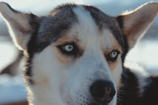 Fun & Easy Dog Sledding Adventure from Tromsø - Noon Tour - From central Tromsø to the husky farm