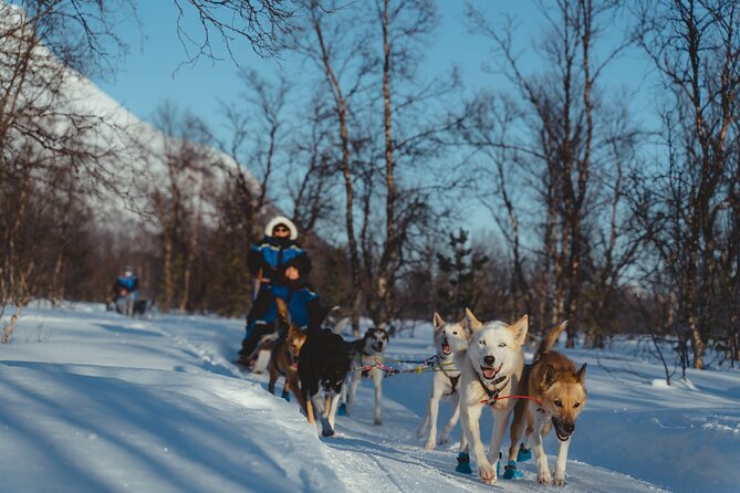 Fun & Easy Dog Sledding Adventure from Tromsø - Noon Tour - Learning to drive an Alaskan husky team