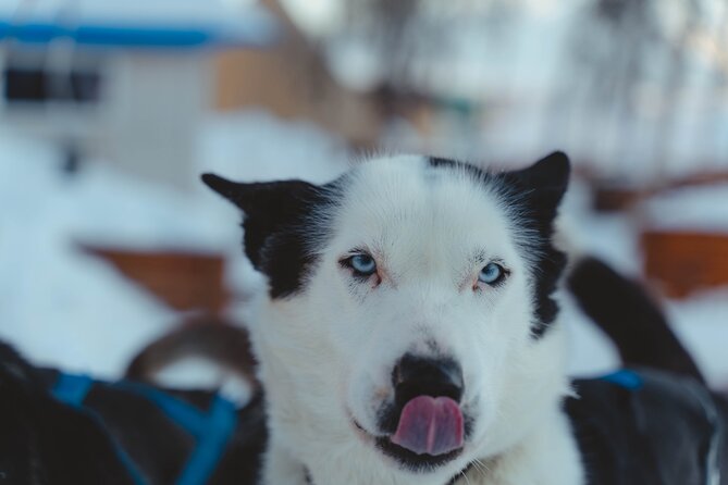 Fun & Easy Dog Sledding Adventure from Tromsø - Noon Tour - Coffee, cake, and a warm finish