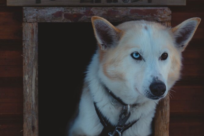 Fun & Easy Dog Sledding Adventure from Tromsø - Noon Tour - Who should choose this Tromsø dog sledding trip?