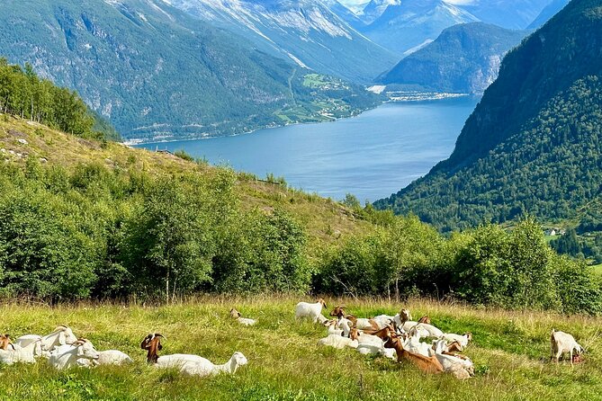 Geiranger by Royal route, 5 hours with visiting a high-mountain farm - Kilsti and its wide Storfjord view