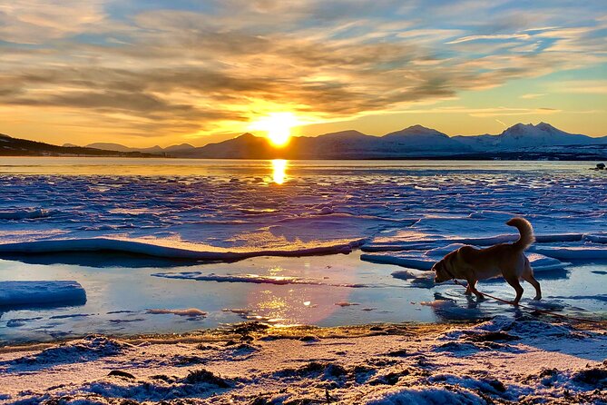 Half-Day Scenic Wildlife & Photographic Fjord Tour. - Starting at 9:20 in central Tromsø