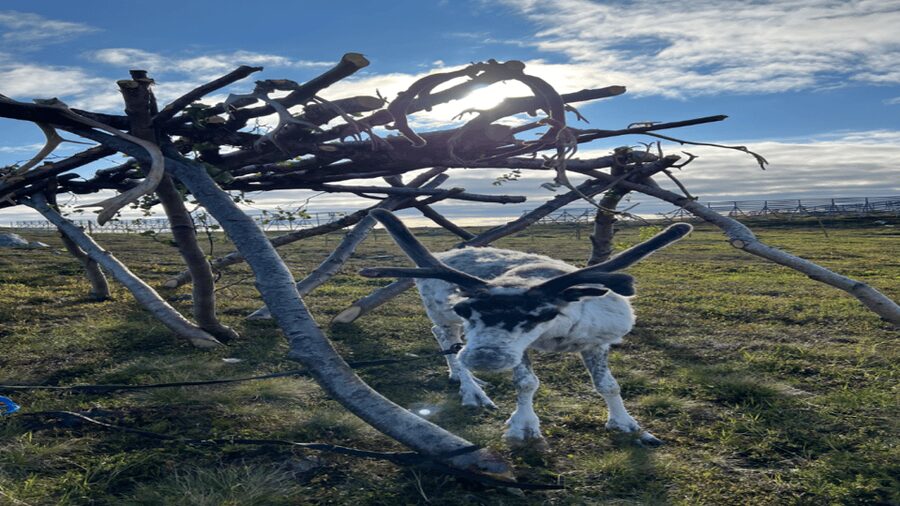Hammerfest: Guided Tour - Meet Reindeer - Inside the lavvu with fire and joik