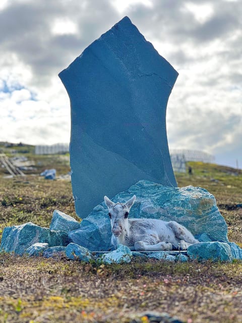 Hammerfest: Guided Tour - Meet Reindeer - Why the personal guide makes a difference