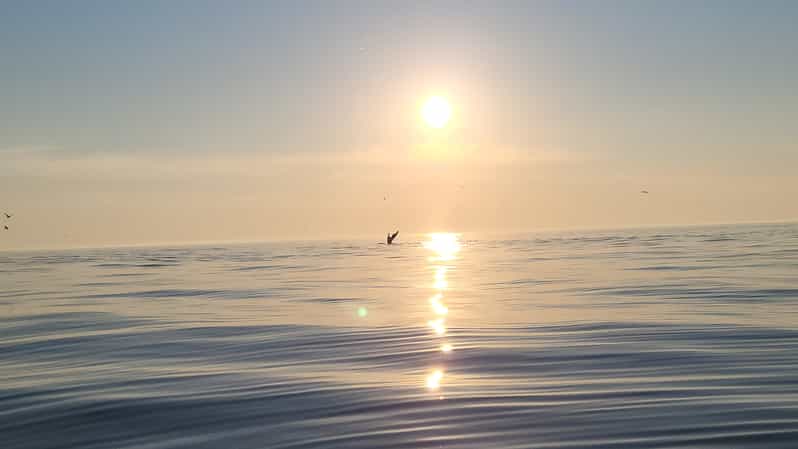 Honningsvåg: North Cape King Crab & Arctic Wildlife Safari - Looking for puffins, eagles, seals, and whales