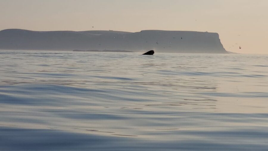 Honningsvåg: North Cape King Crab & Arctic Wildlife Safari - Is three hours enough for $261?