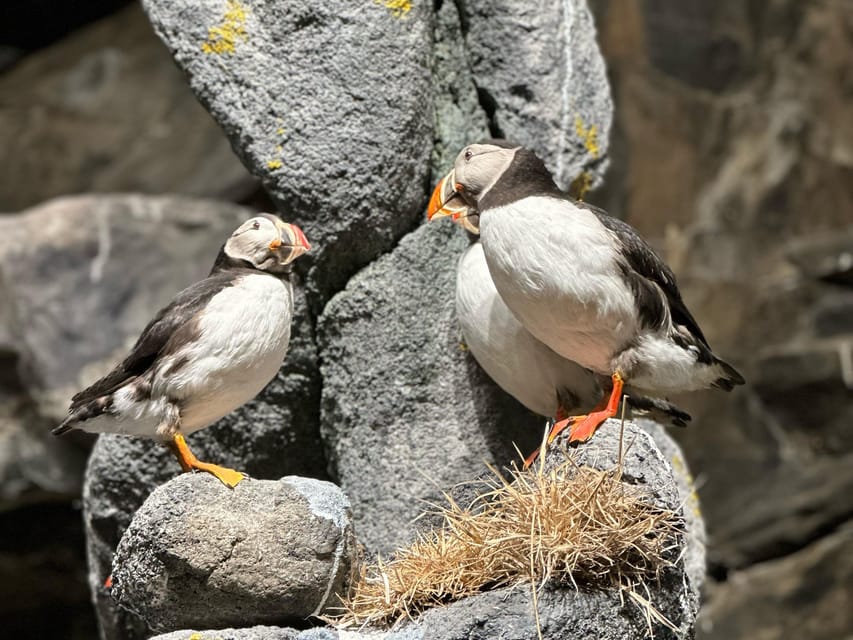 Honningsvåg: North Cape Summer Tour with Sami Family Visit - What the guide adds to a short excursion