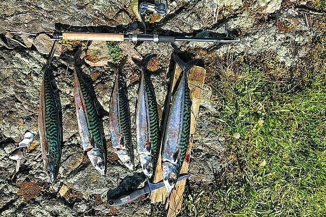 Inshore fishing in the Drangefjord - Who should book the Drangefjord fishing trip?