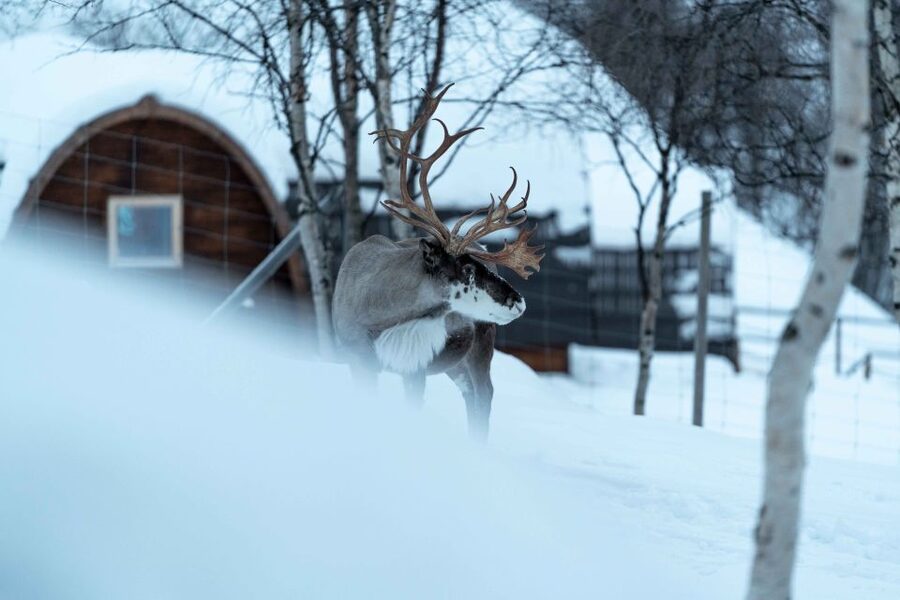Kirkenes: Snowhotel Entrance Ticket - Reindeer, huskies, and the human side of the visit