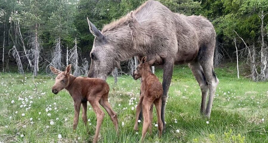 Kristiansand: Guided Bus Tour and Moose Park Experience - Meeting the bus near Kristiansand’s waterfront