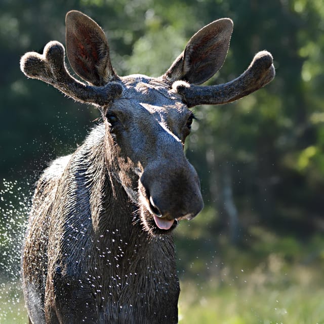 Kristiansand: Guided Bus Tour and Moose Park Experience - A 75-minute ride through Agder County