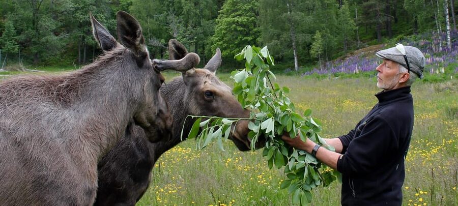 Kristiansand: Guided Bus Tour and Moose Park Experience - Waffles, coffee, and a little time to linger