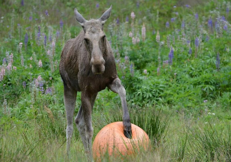 Kristiansand: Guided Bus Tour and Moose Park Experience - Feeding the moose at Frikstadveien 147