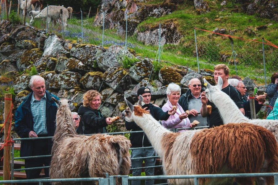 Ljøen, Hellesylt: Ljøen Farm Tour - The llamas are the hands-on highlight