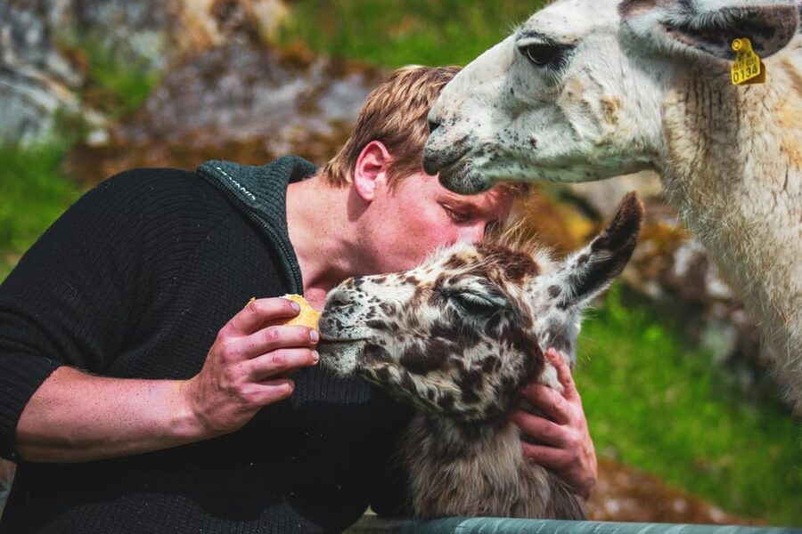 Ljøen, Hellesylt: Ljøen Farm Tour - Who will enjoy this one-hour visit