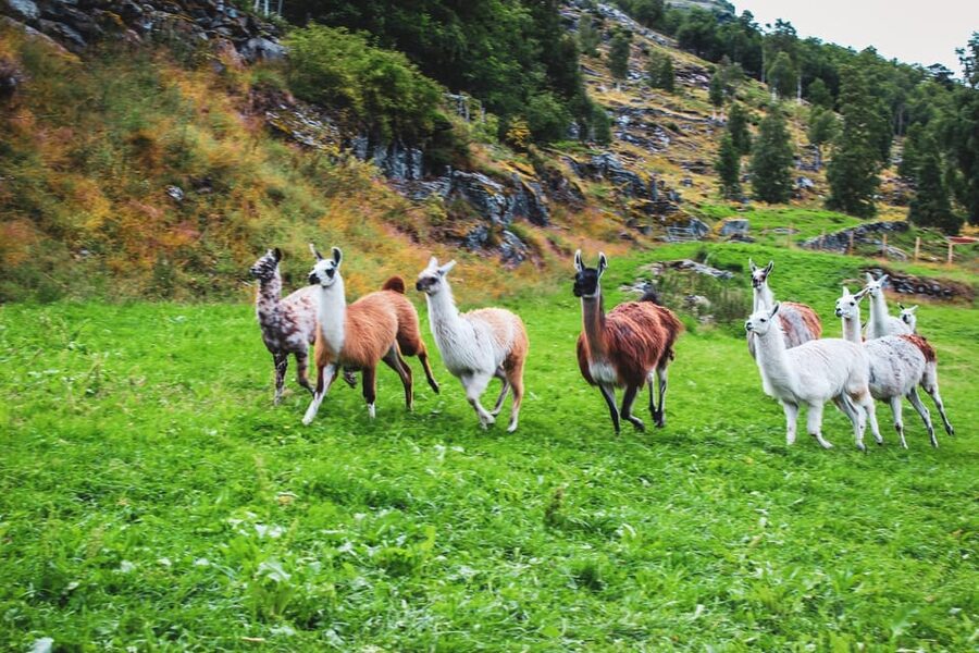 Ljøen, Hellesylt: Ljøen Farm Tour - The eight-minute ride to Øvre Ljøen