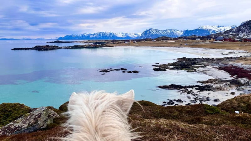 Lofoten: Guided Horse Riding Tour Over Hov and Hovsund - Should you book this Hov Gård experience?