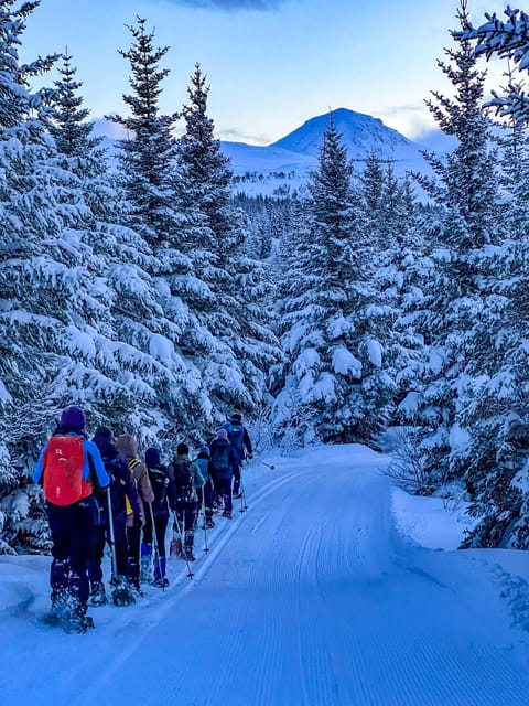 Lofoten: Half Day Snowshoe Tour - Animal tracks and winter wildlife