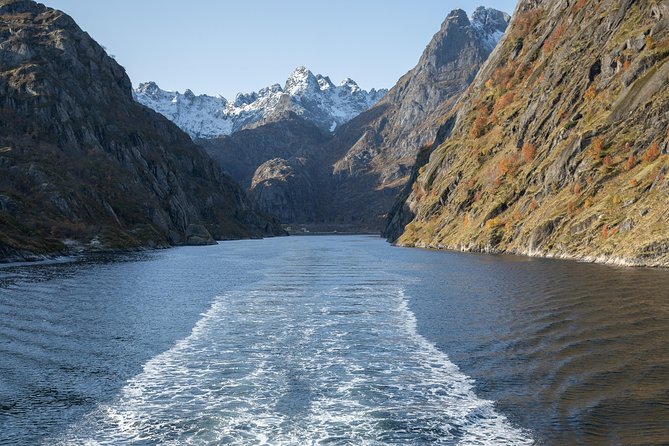 Lofoten Island: Silent Trollfjord Cruise from Svolvær - Wildlife watching without false promises