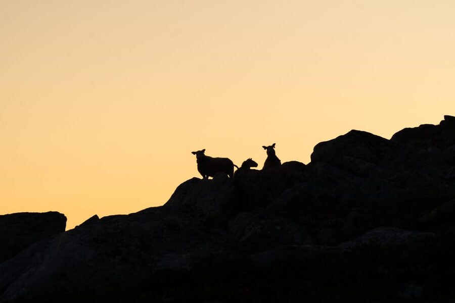 Lofoten Islands: Guided Hiking Into the Wilderness - Uphill - What the $136 price buys you