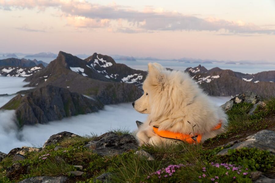 Lofoten Islands: Guided Hiking Into the Wilderness - Uphill - Who should book this Lofoten hike