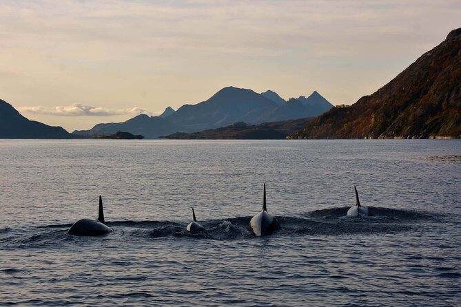 Lofoten RIB Sea Eagle Safari and Trollfjord Cruise - Leaving Svolvaer for Trollfjord