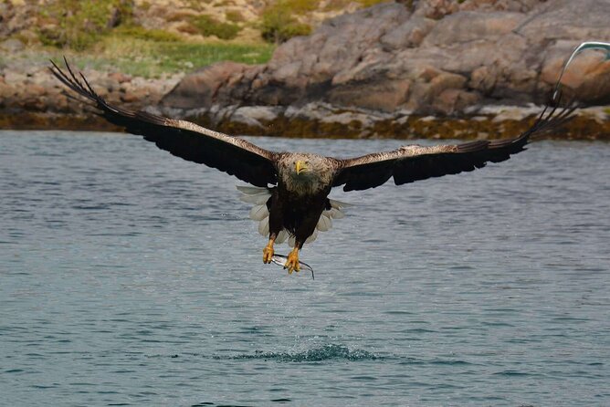 Lofoten RIB Sea Eagle Safari and Trollfjord Cruise - The run through Lofoten’s open water