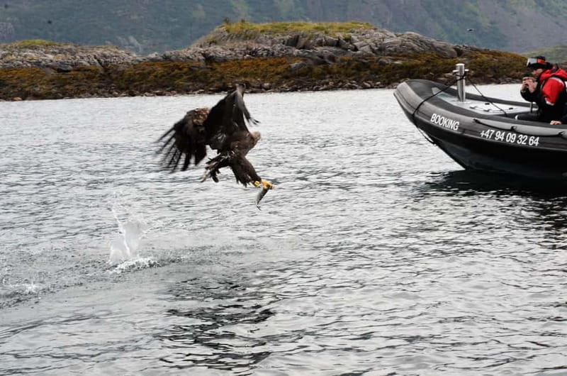 Lofoten: Trollfjord Sea Eagle Safari by RIB Boat - Who should book this experience