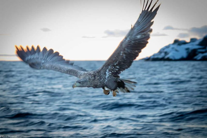 Lofoten: Trollfjord Sea Eagle Safari by RIB Boat - Racing through Raftsundet