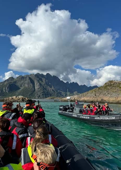 Lofoten: Trollfjord Sea Eagle Safari by RIB Boat - Watching sea eagles near the boat