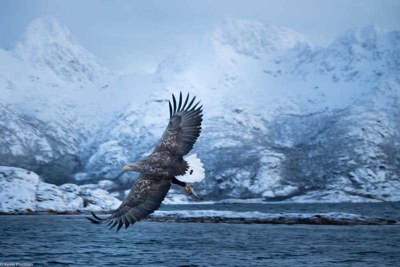Lofoten: Trollfjord Sea Eagle Safari by RIB Boat - Entering Trollfjord by RIB