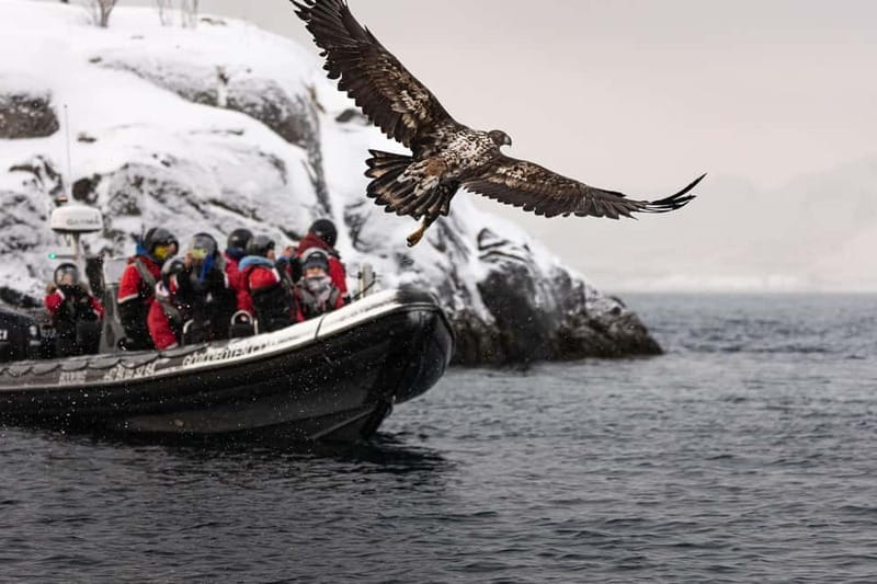 Lofoten: Trollfjord Sea Eagle Safari by RIB Boat - Viking sites and stories along the route