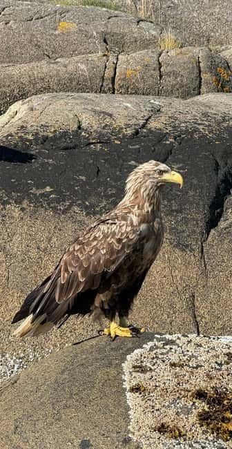 Lofoten: Trollfjord Sea Eagle Safari by RIB Boat - Weather, clothing, and comfort