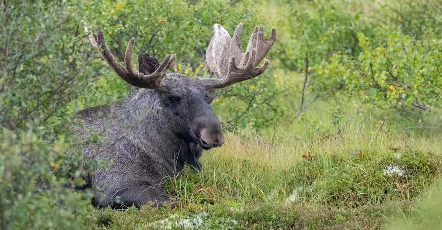 Lofoten: Wildlife Safari - Key points to know before booking