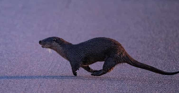 Lofoten: Wildlife Safari - A wildlife safari shaped by Lofoten’s seasons