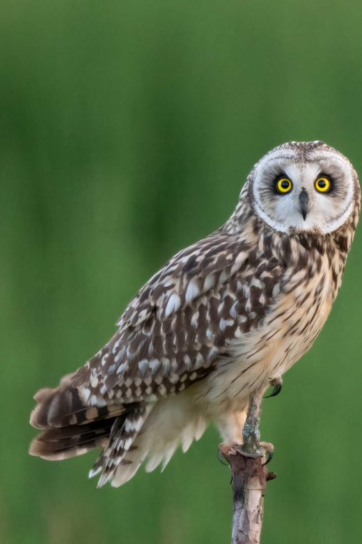 Lofoten: Wildlife Safari - Finding owls, foxes, moose, and birds