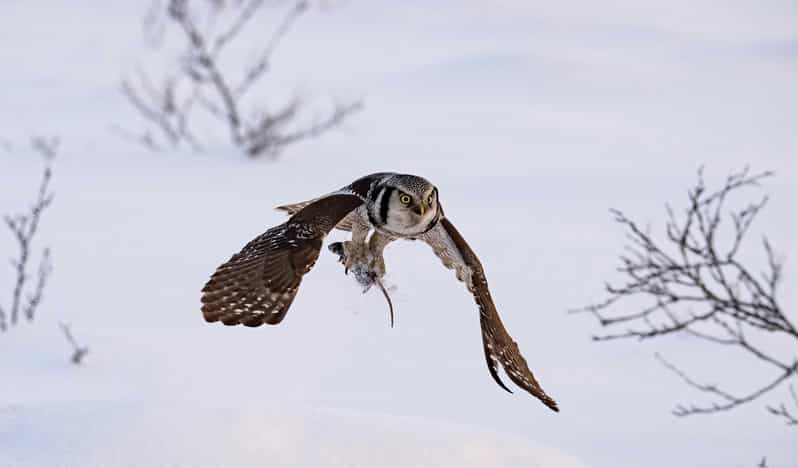 Lofoten: Wildlife Safari - Photography help for beginners and serious camera users