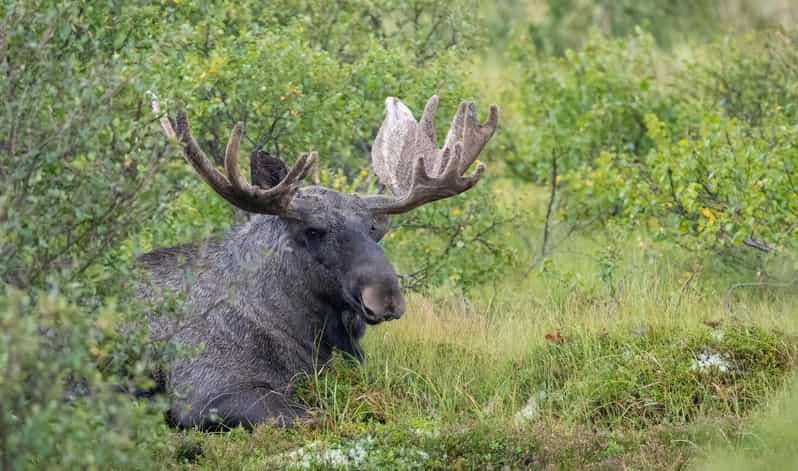 Lofoten: Wildlife Safari - What to bring for the weather and the wait