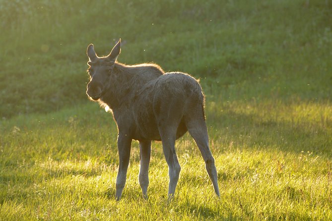 Moose Safari Bodo, Norway, Meet the Largest Land Animal in Europe - Why this Bodø safari is more than a quick animal sighting