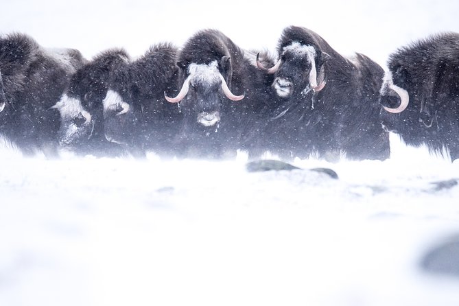 Musk ox Safari in Dovrefjell National Park, Oppdal Safari - Why musk ox make this hike special